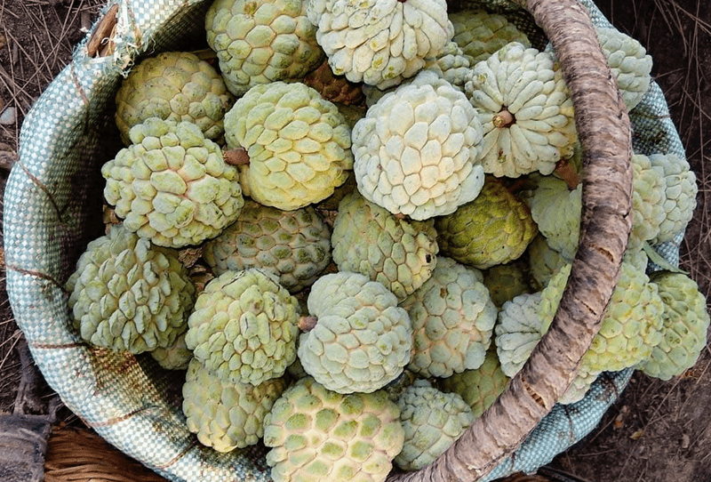 Annona Squamosa (Sugar Apple) - Image 1