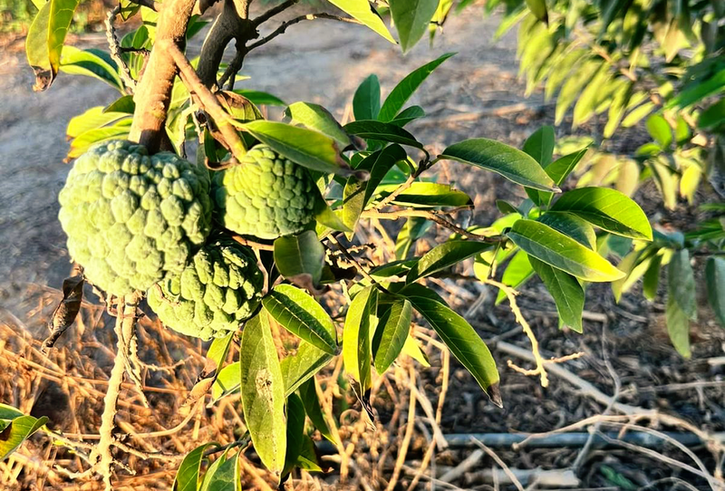 Annona Squamosa (Sugar Apple) - Image 2