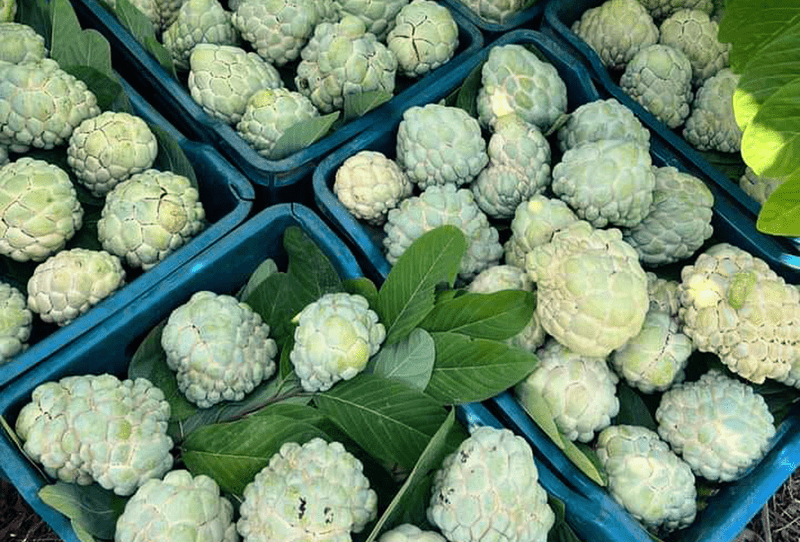 Annona Squamosa (Sugar Apple) - Image 3