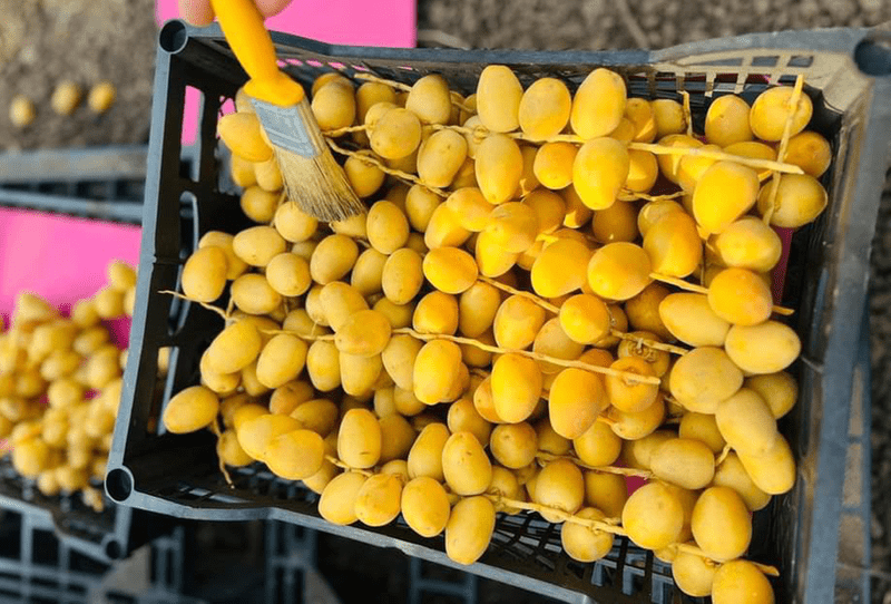 Barhi Date - Image 1
