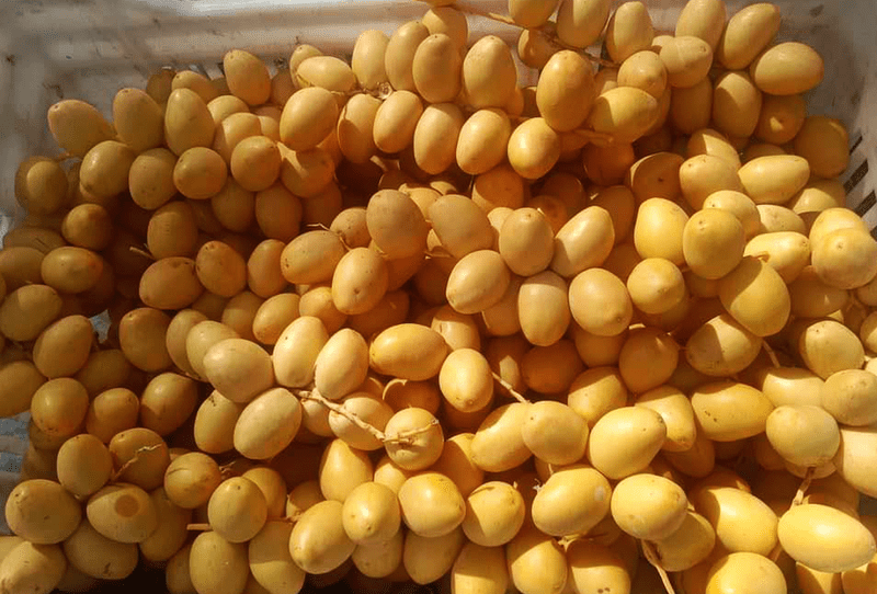Barhi Date - Image 3