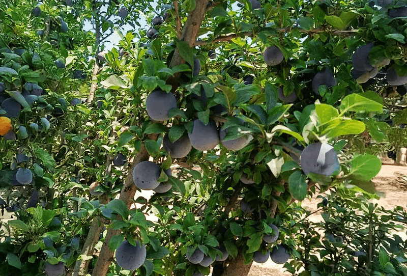 Black Plum - Image 1