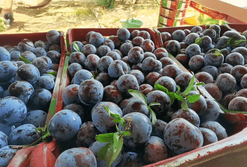 Black Plum - Image 3