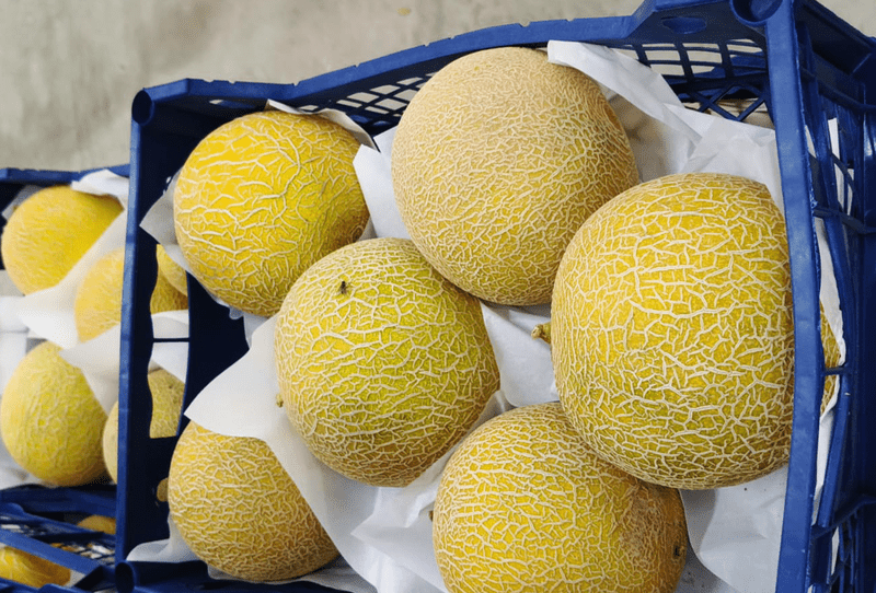 Cantaloupe - Image 1