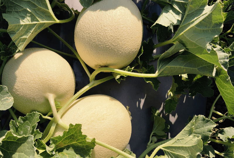 Cantaloupe - Image 2