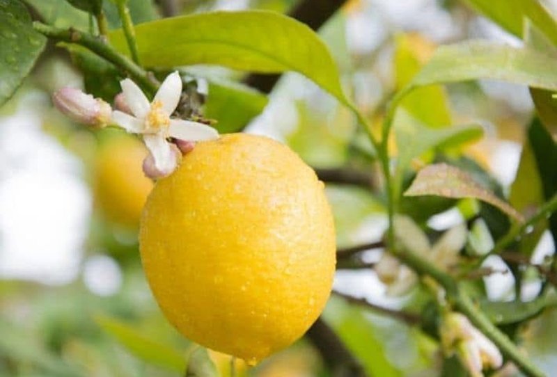 Eureka Lemon - Image 2