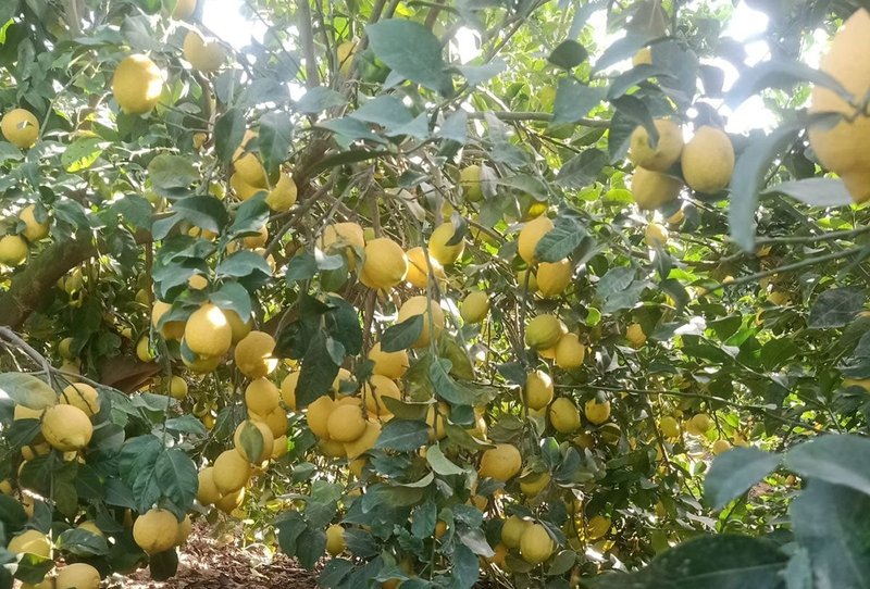 Eureka Lemon - Image 3