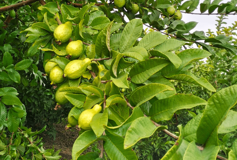 Guava - Image 2