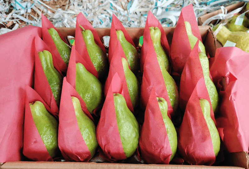 Guava - Image 3
