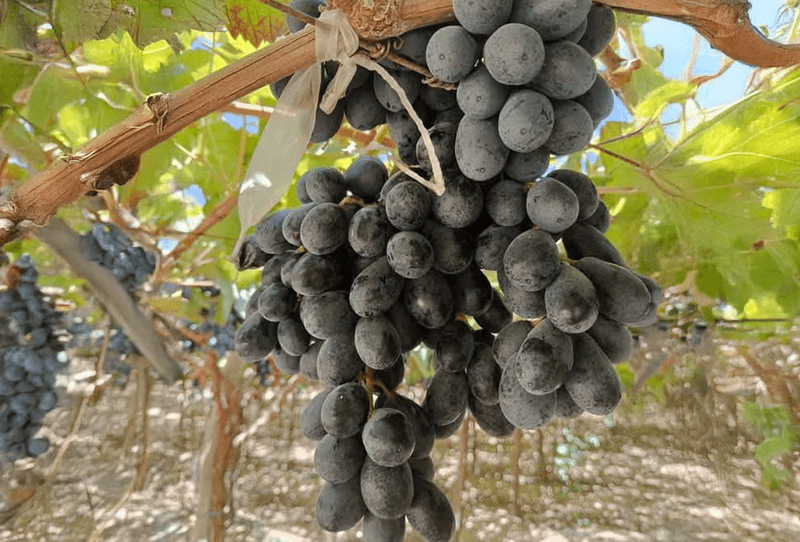 Magic Black Grapes - Image 1