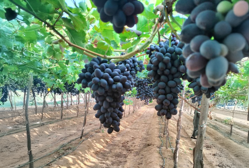 Magic Black Grapes - Image 2