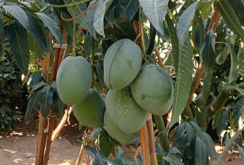 Mango - Image 1