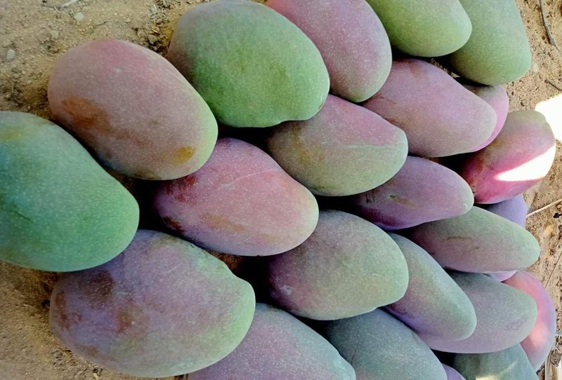 Mango - Image 3