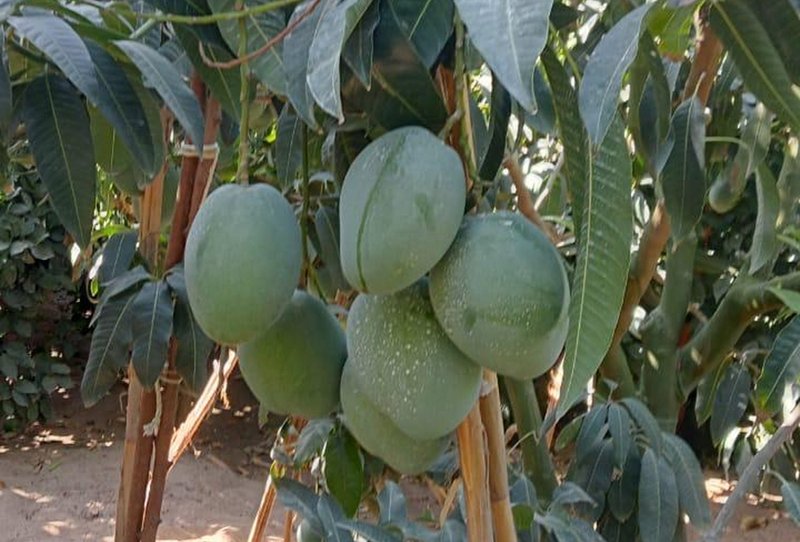 Mango - Image 4