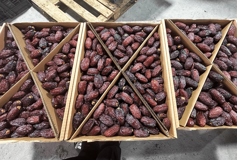 Medjool Date - Image 1