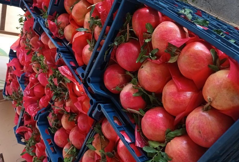 Pomegranate - Image 3
