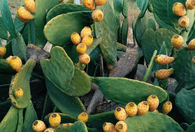 Prickly Pear - Image 3