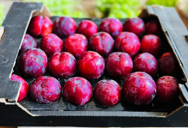 Red Plum - Image 1