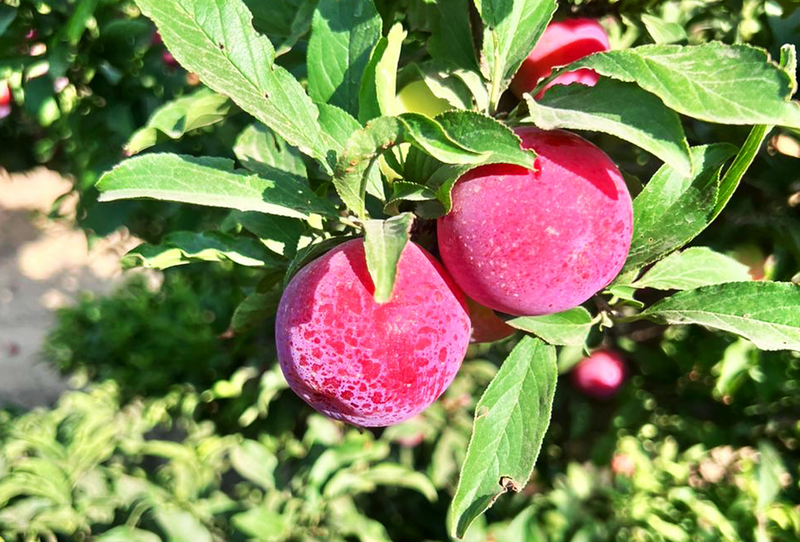 Red Plum - Image 2