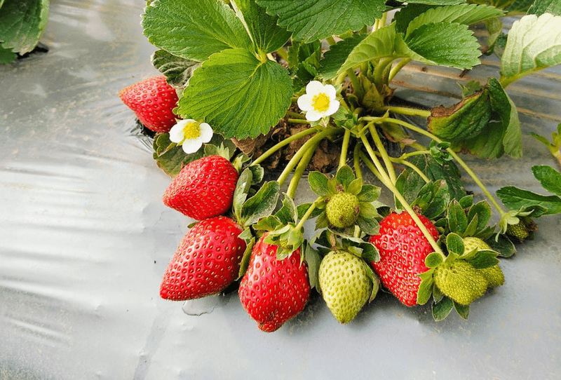 Strawberry - Image 1