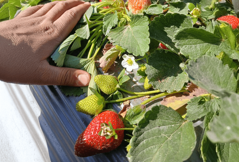 Strawberry - Image 3