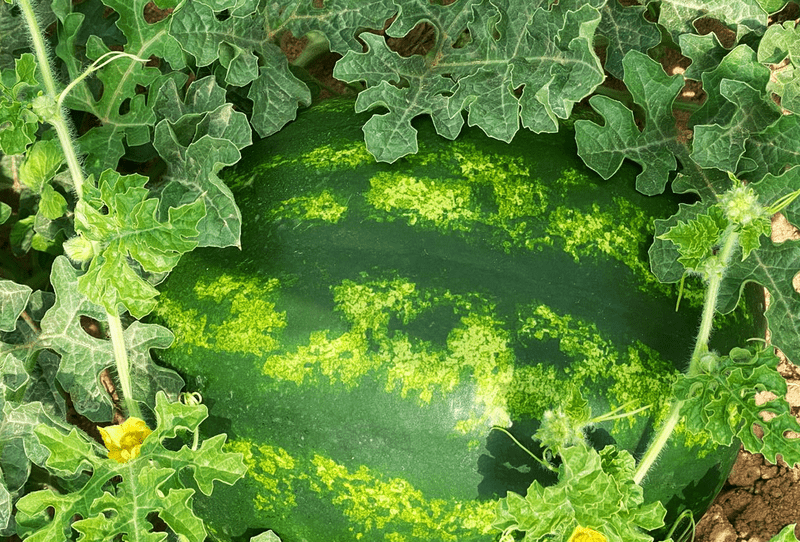Watermelon - Image 2