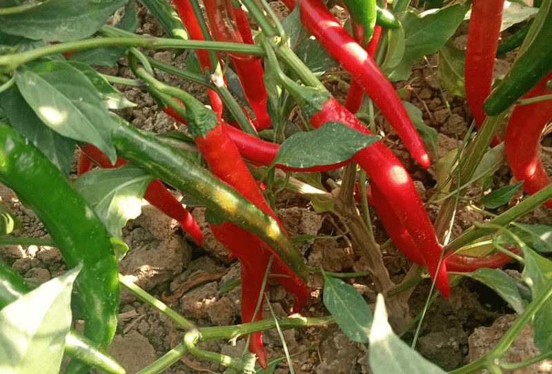 Chili Pepper - Image 2