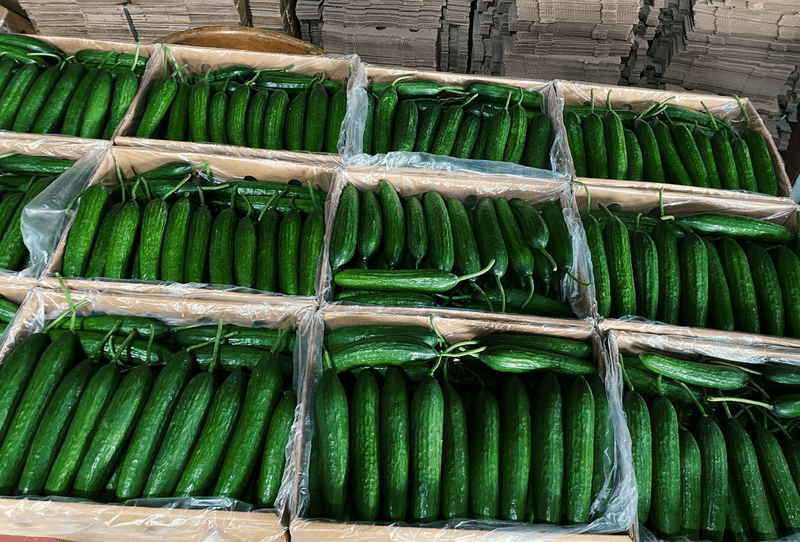 Cucumber - Image 1