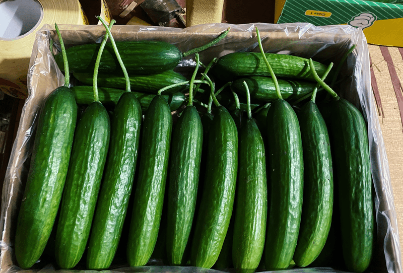 Cucumber - Image 2