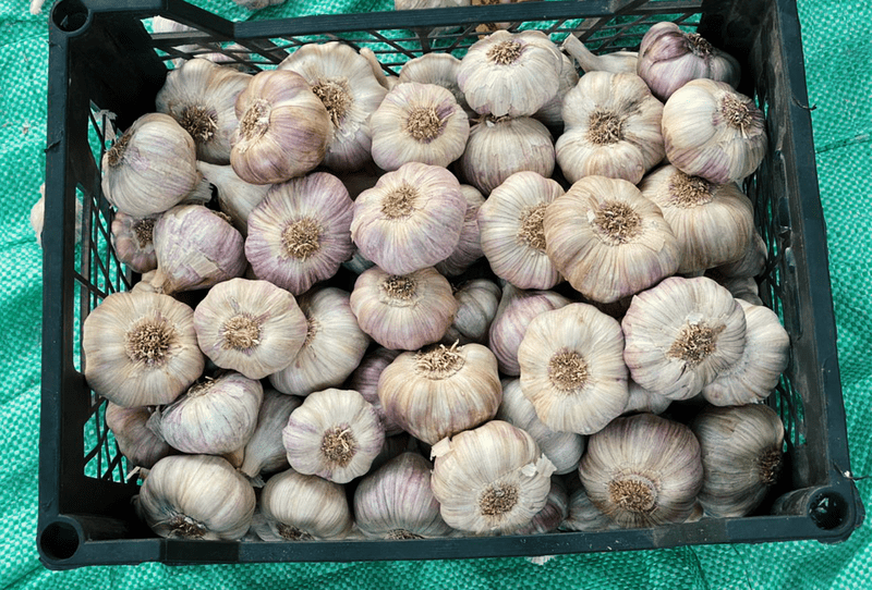 Dry Red Garlic - Image 1