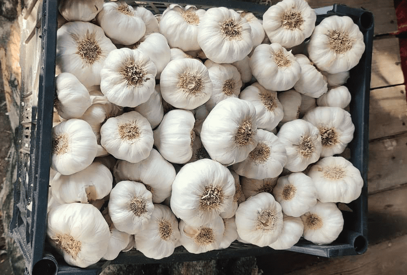 Dry White Garlic - Image 1