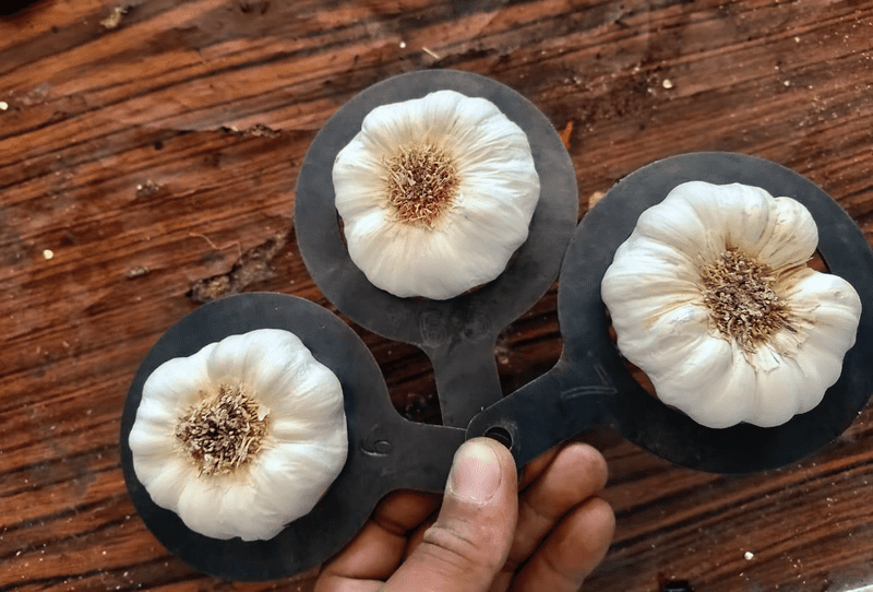 Dry White Garlic - Image 2