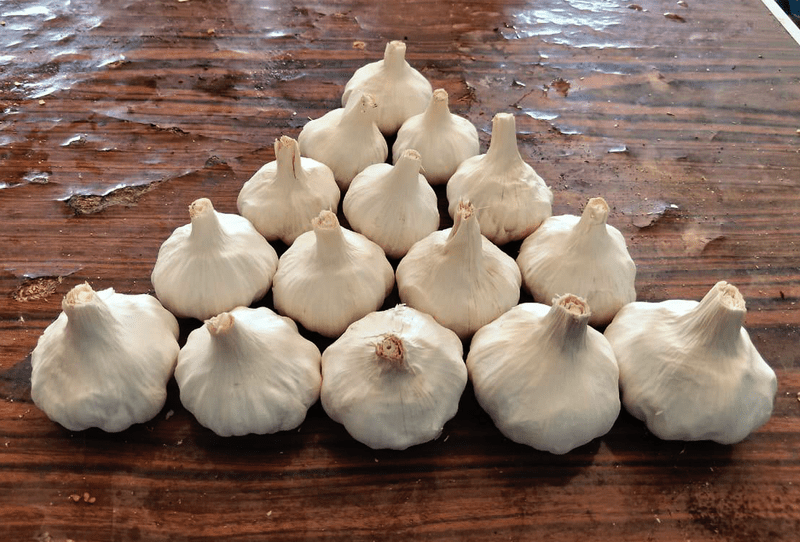 Dry White Garlic - Image 3