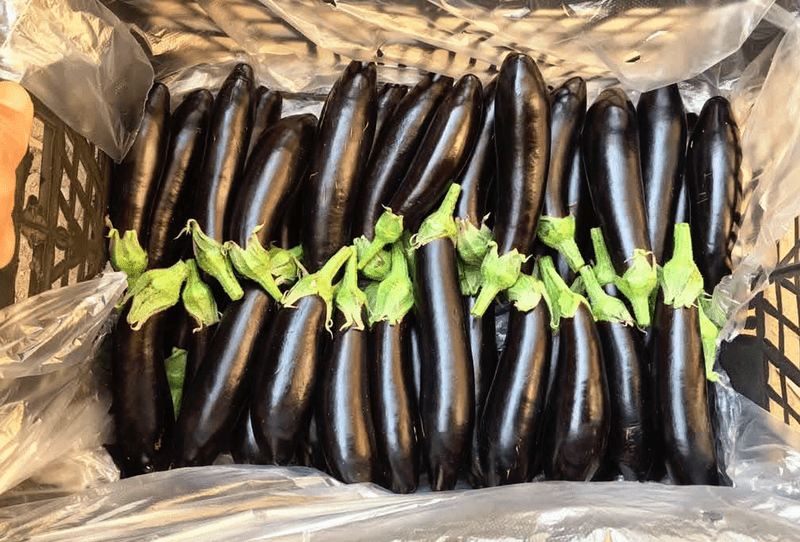 Eggplant - Image 2