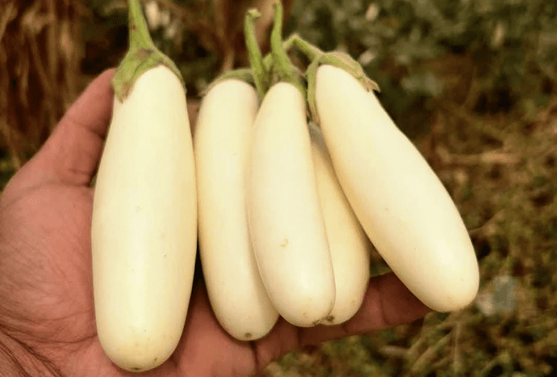Eggplant - Image 3