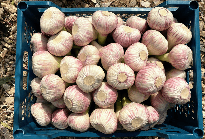 Fresh Red Garlic - Image 1