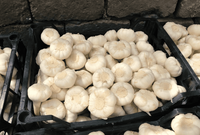 Fresh White Garlic - Image 1