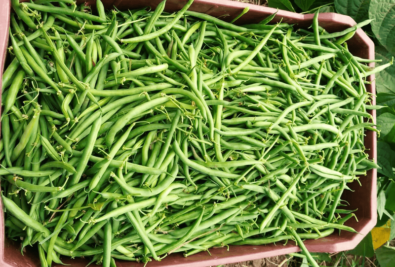 Green Beans - Image 3
