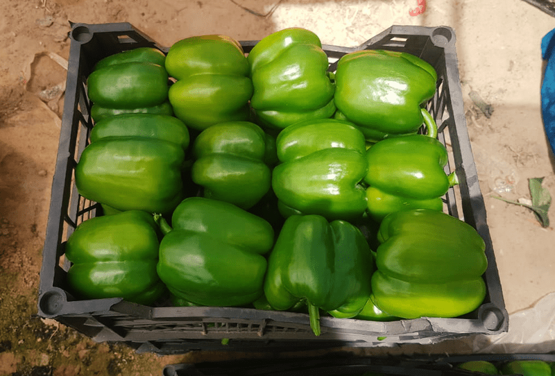 Green Bell Pepper - Image 1