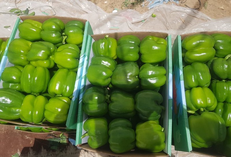 Green Bell Pepper - Image 2