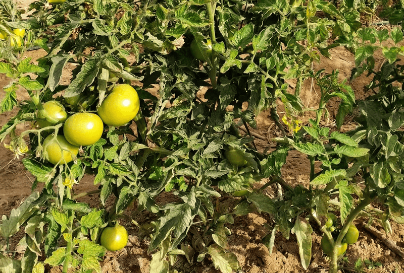 Organic Tomato - Image 2