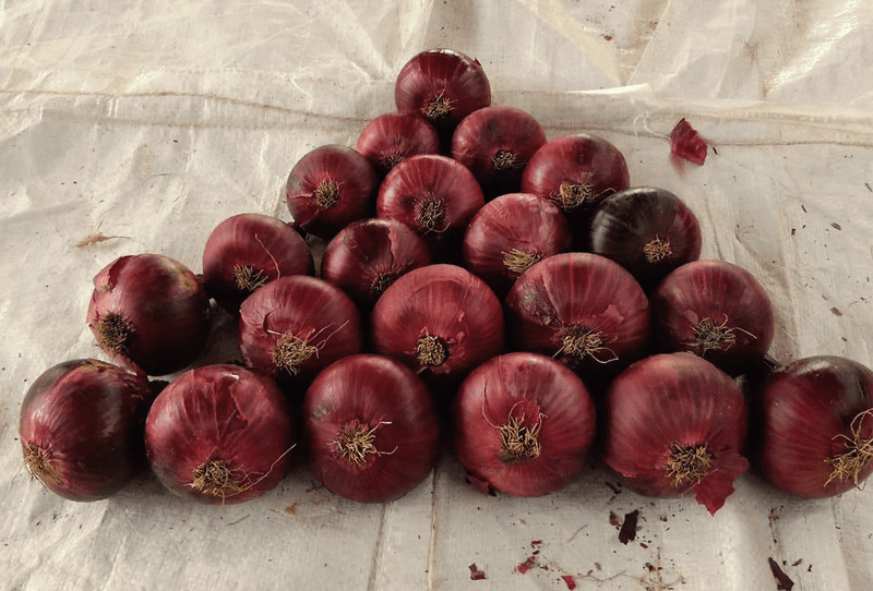 Red Onion - Image 1