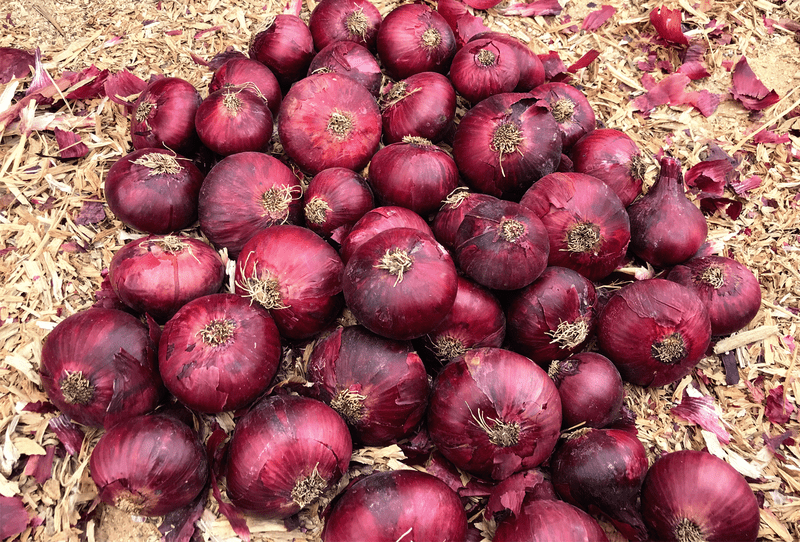 Red Onion - Image 2