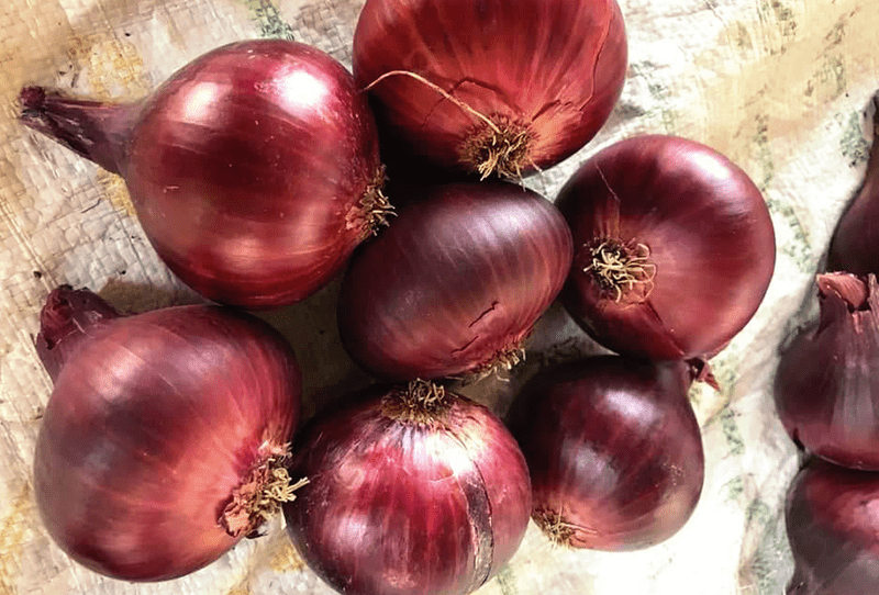Red Onion - Image 3
