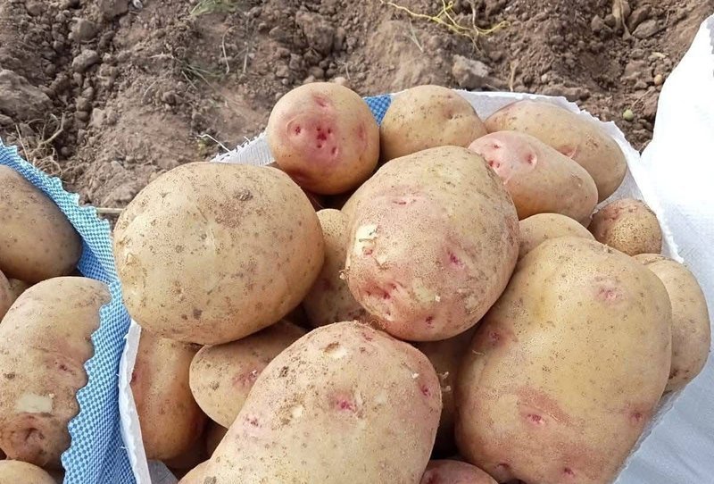 Rosetta Potato - Image 3