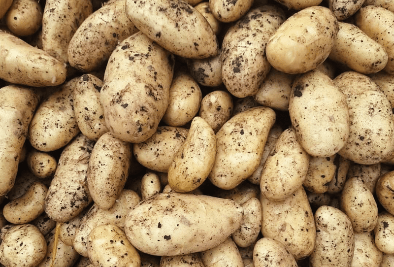 Spunta Potato - Image 2