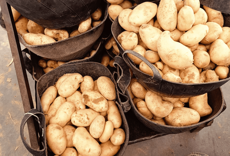 Spunta Potato - Image 3