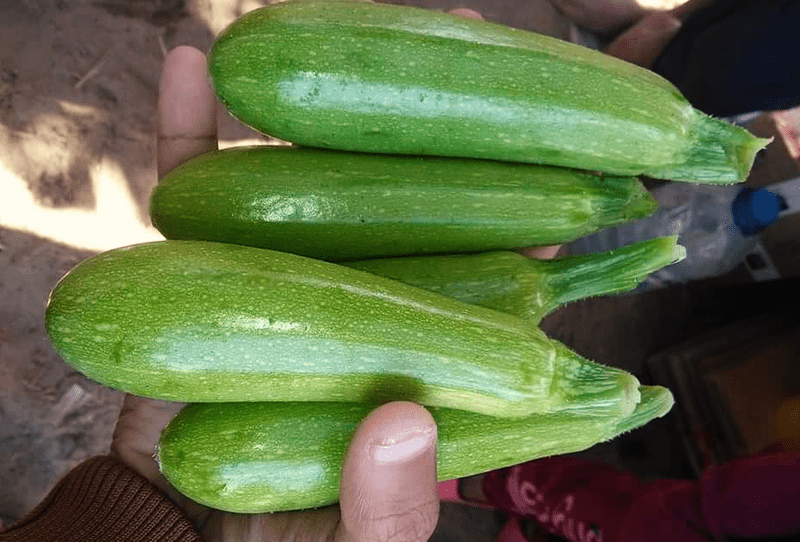 Zucchini - Image 2