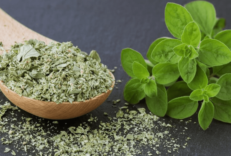 Marjoram