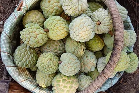 Annona Squamosa (Sugar Apple)